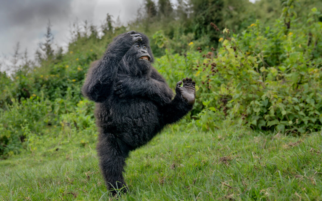 As comédias da vida selvagem 2025!