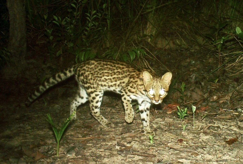 Canetada de deputados do Maranhão pode riscar felino do mapa