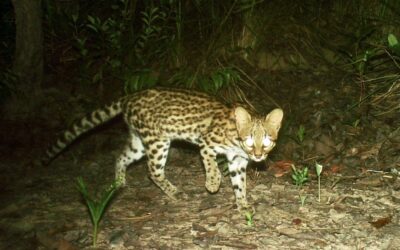 Canetada de deputados do Maranhão pode riscar felino do mapa