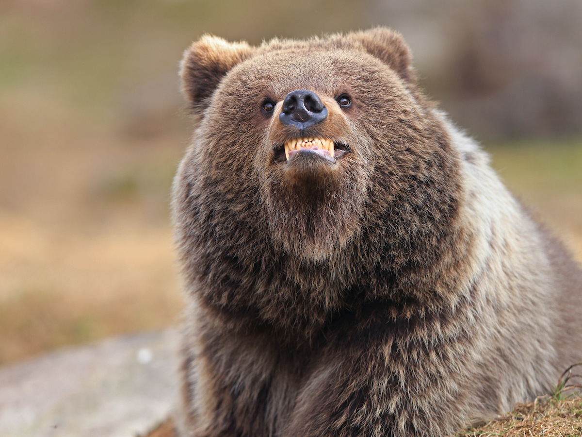 HIGHLY COMMENDED WINNER_Valtteri Mulkahainen_Smile, you're being photographed copy 3