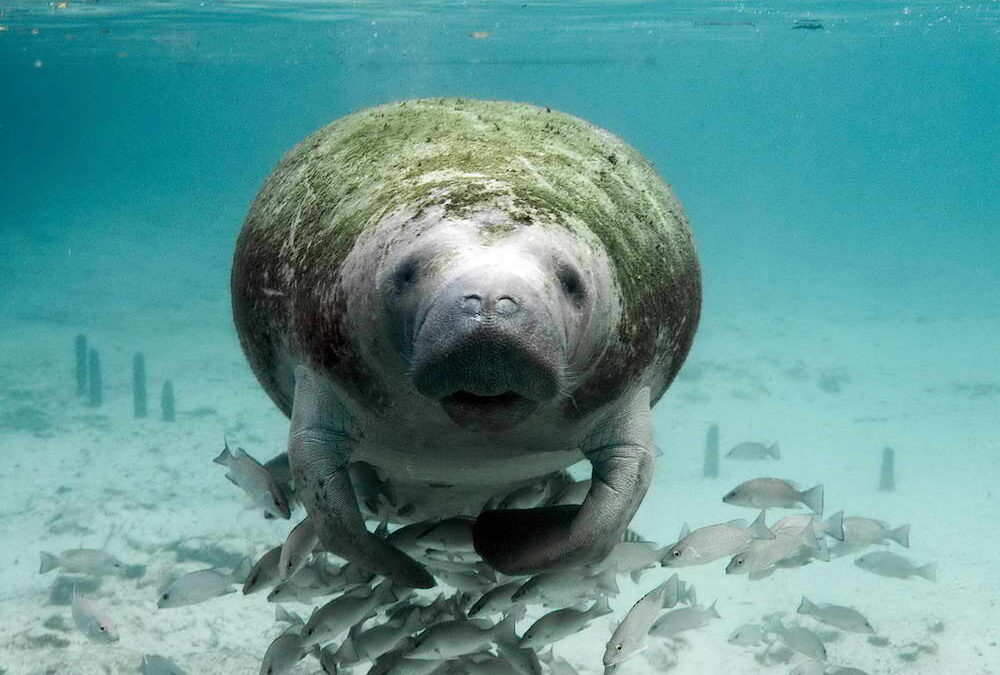 Exploração de baleias, garoupas e peixes-boi desde 1500 levou ao declínio da megafauna marinha brasileira