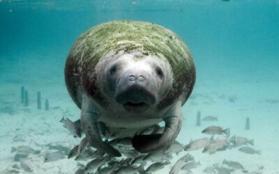 Exploração de baleias, garoupas e peixes-boi desde 1500 levou ao declínio da megafauna marinha brasileira