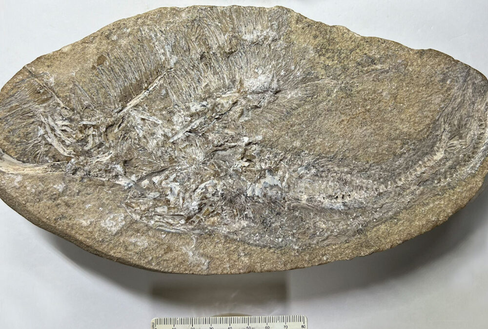 Vômito de dinossauro revela nova espécie de pterossauro do Brasil