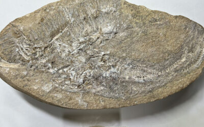 Vômito de dinossauro revela nova espécie de pterossauro do Brasil