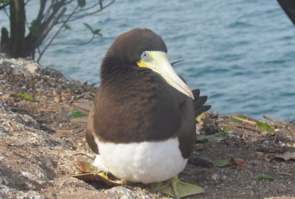 Aves marinhas ingerem quantidades consideráveis de poluentes, alguns proibidos há décadas