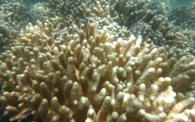 Terceiro branqueamento em massa afetou de forma moderada ou severa 80% dos corais do planeta