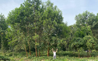 Fertilização do solo com ‘terra preta da Amazônia’ aumenta diâmetro de árvore em até 88%