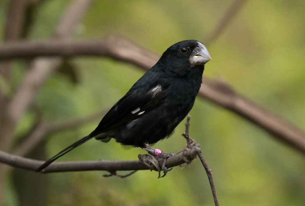 Nascimento de filhote de bicudo em vida livre é marco para conservação da espécie