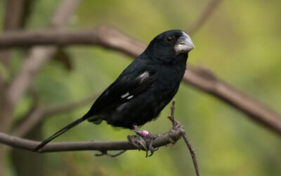 Nascimento de filhote de bicudo em vida livre é marco para conservação da espécie