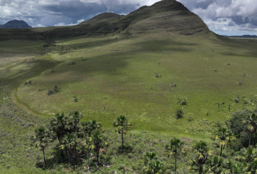 Pesquisa mostra que áreas úmidas do Cerrado armazenam mais carbono do que florestas na Amazônia