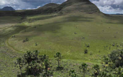 Pesquisa mostra que áreas úmidas do Cerrado armazenam mais carbono do que florestas na Amazônia