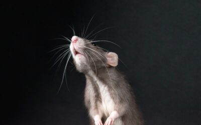 Estresse na adolescência provoca alterações cerebrais duradouras, aponta estudo com ratos