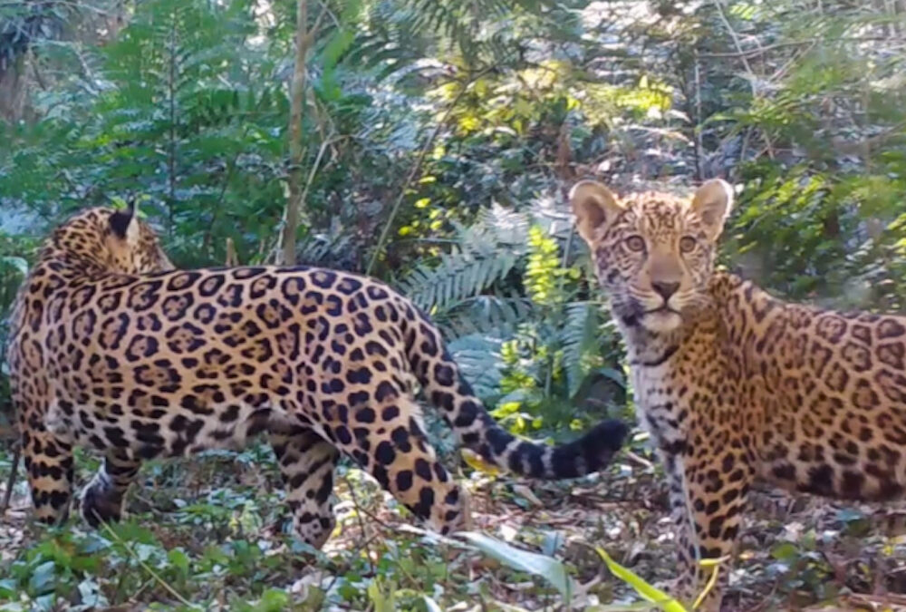 Diminuição de presas aumenta risco de extinção da onça-pintada na Mata Atlântica