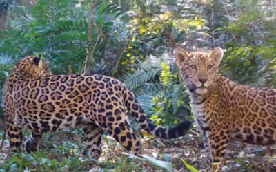 Diminuição de presas aumenta risco de extinção da onça-pintada na Mata Atlântica