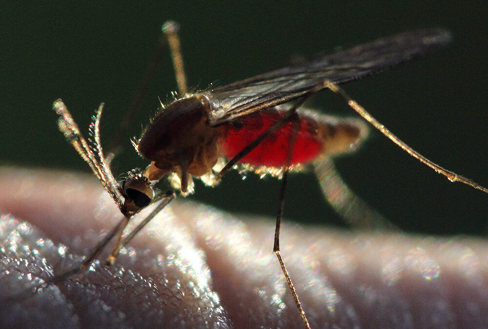 Mosquito transmissor da malária evolui e dribla resistência a inseticidas