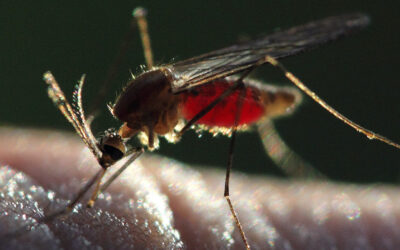 Mosquito transmissor da malária evolui e dribla resistência a inseticidas