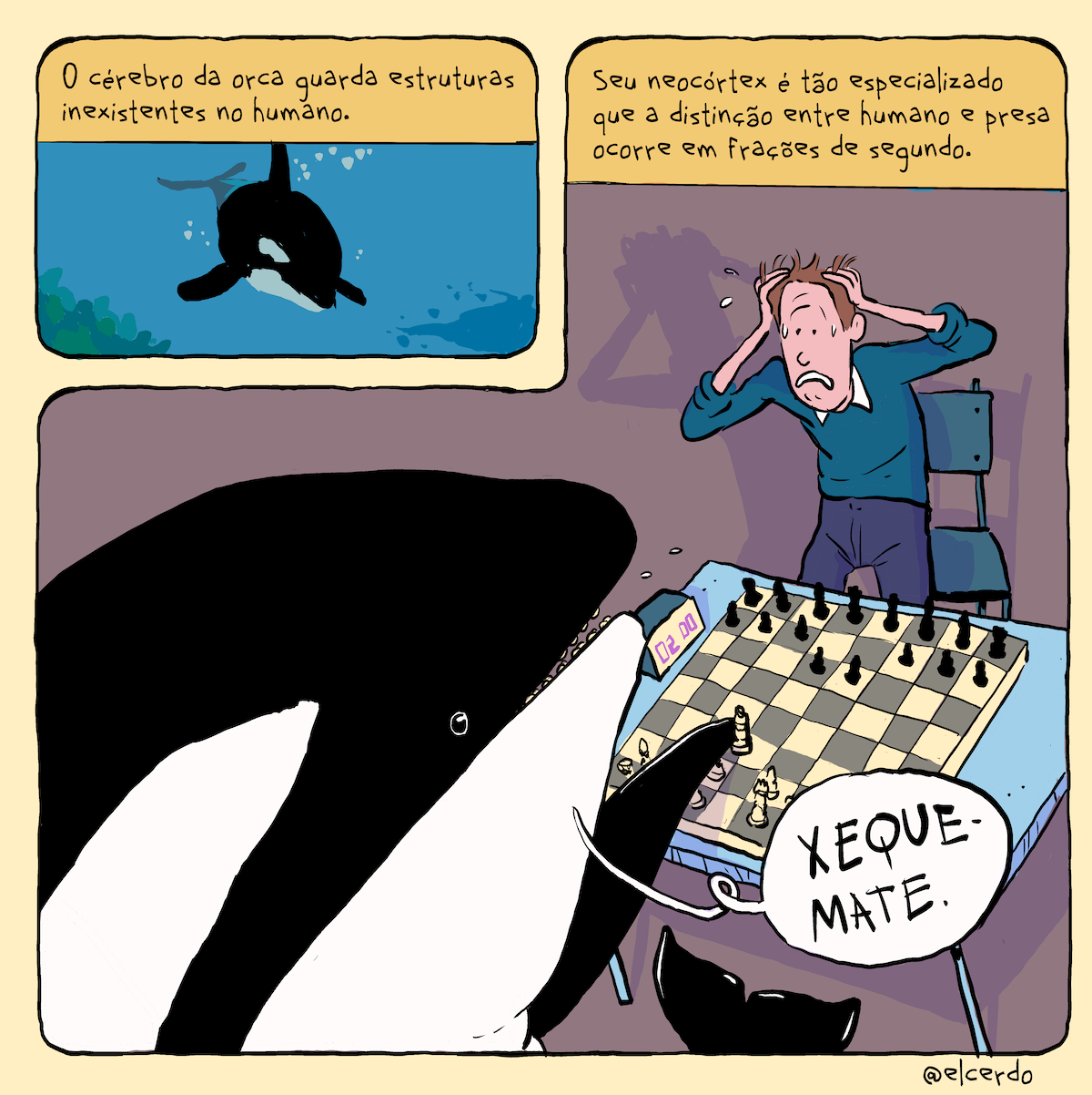 Tirinha em 2 requadros, um horizontal, pequemo, no canto superior esquerdo, outro ocupando o restante do espaço. 1) No topo, em um box amarelo, o texto: “O cérebro da orca guarda estruturas inexistentes no humano”. Abaixo, o desenho de uma orca no centro do quadro, nadando. Ela é preta e branca, ao seu redor há algumas bolhas brancas, e, no canto inferior esquerdo, algas verdes. 2) Texto: “Seu neocórtex é tão especializado que a distinção entre humano e presa ocorre em frações de segundo”. Abaixo, o desenho de um homem com expressão de desespero: em pé, com o corpo curvado, as mãos apoiadas na cabeça, suor escorrendo pelo rosto e a testa franzida. Ele é magro, tem a pele bege, cabelo castanho, usa um suéter azul e uma calça em um tom um pouco mais escuro de azul. Atrás dele há uma cadeira, também azul, e as sombras dele e da cadeira projetadas na parede roxa. À sua frente, uma mesa azul clara com um jogo de xadrez em cima e um relógio no canto batendo “02:00”. Ele está com as peças pretas do jogo e seus dois peões centrais estão movidos uma casa áfrente. Do outro lado da mesa, a Orca movimenta a rainha com sua barbatana peitoral e diz: “Xeque-mate”. Na margem inferior direita, a assinatura @elcerdo.
