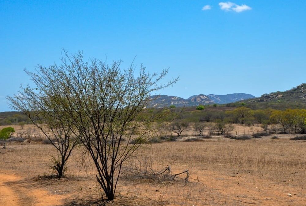 Recaatingar: nova lei coloca a recuperação da Caatinga no centro da agenda ambiental