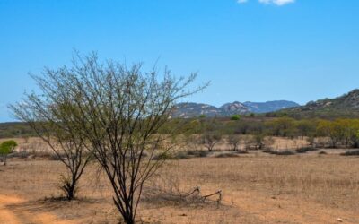 Recaatingar: nova lei coloca a recuperação da Caatinga no centro da agenda ambiental