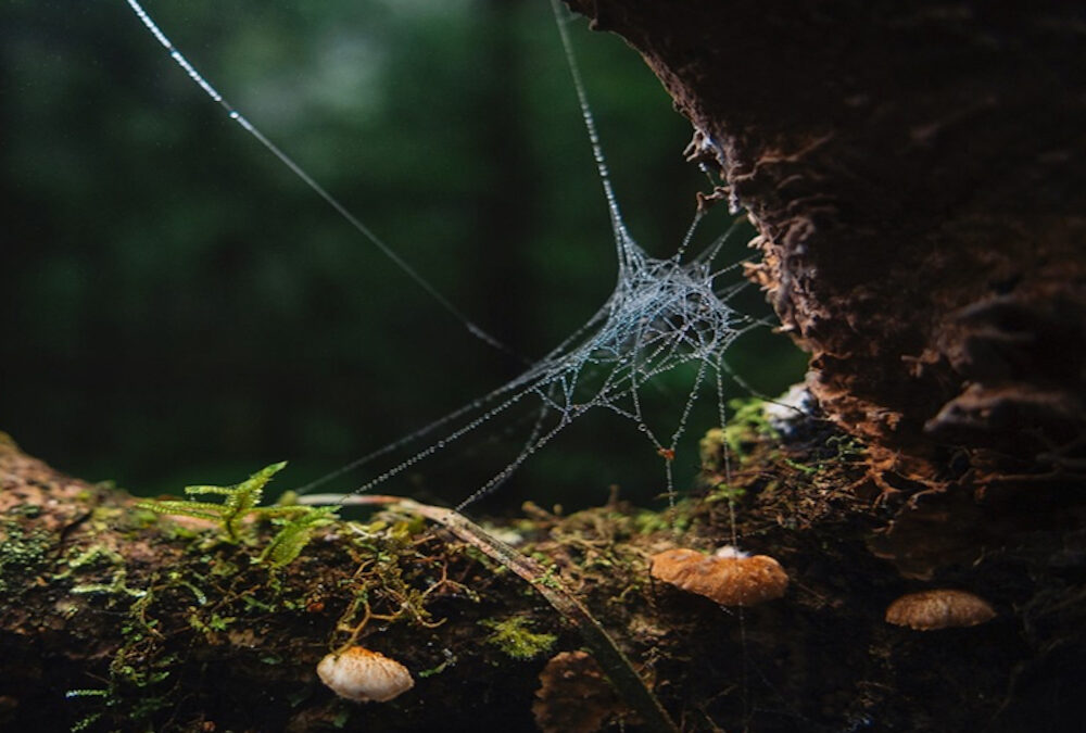 Tempestades impactam arquitetura das teias e sobrevivência de aranhas