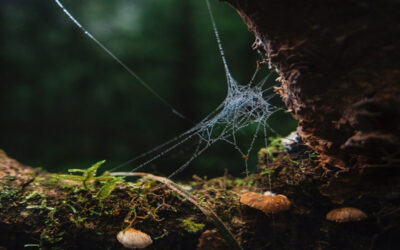 Tempestades impactam arquitetura das teias e sobrevivência de aranhas
