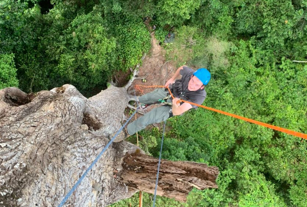 Árvores gigantes de florestas tropicais superam limites físicos para transportar água até o topo
