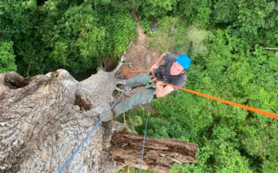 Árvores gigantes de florestas tropicais superam limites físicos para transportar água até o topo