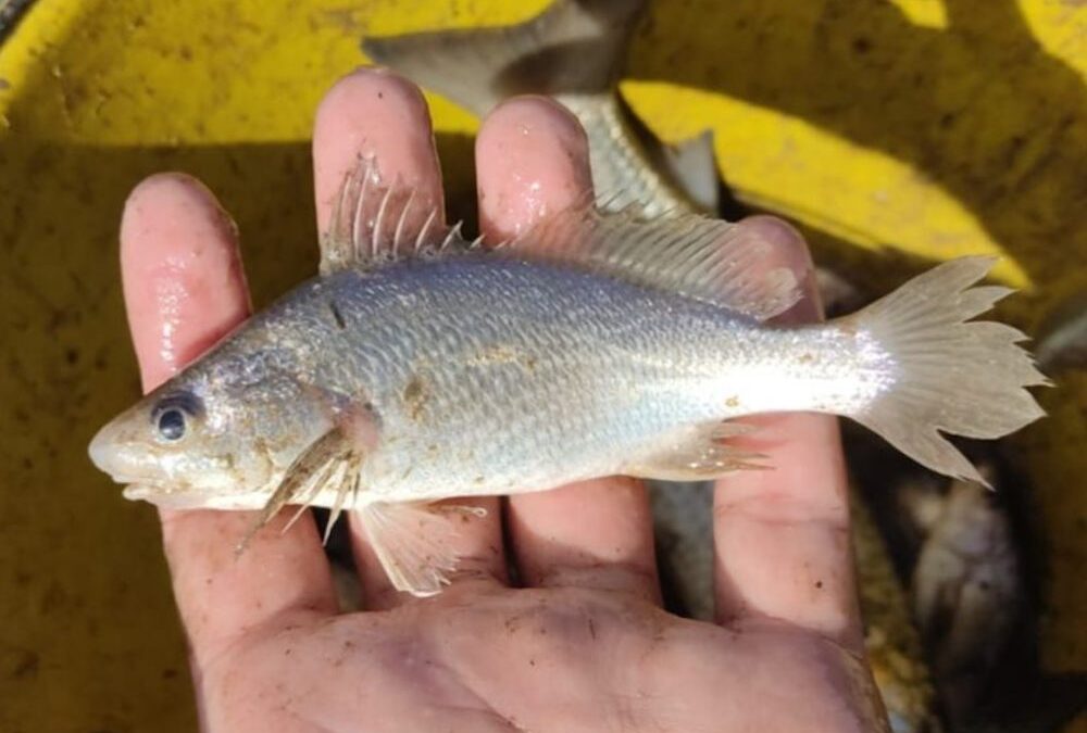 Estudo registra recorde de anomalias em peixes no litoral do ES e aponta desastre de Mariana como hipótese