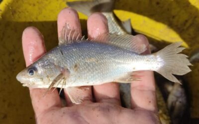 Estudo registra recorde de anomalias em peixes no litoral do ES e aponta desastre de Mariana como hipótese