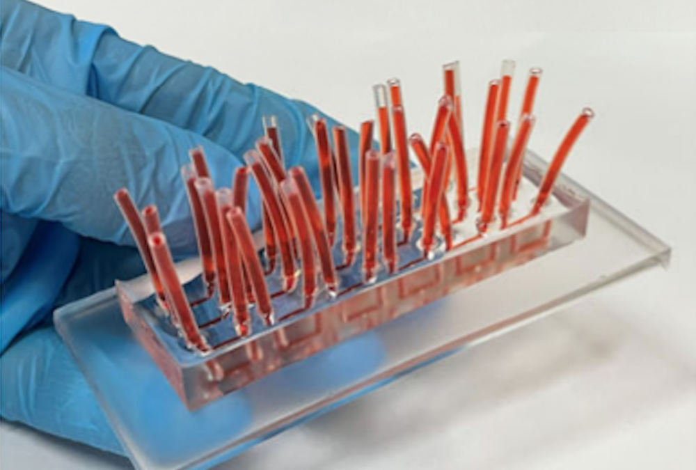 Dispositivo simula tecidos humanos e oferece alternativa à experimentação animal