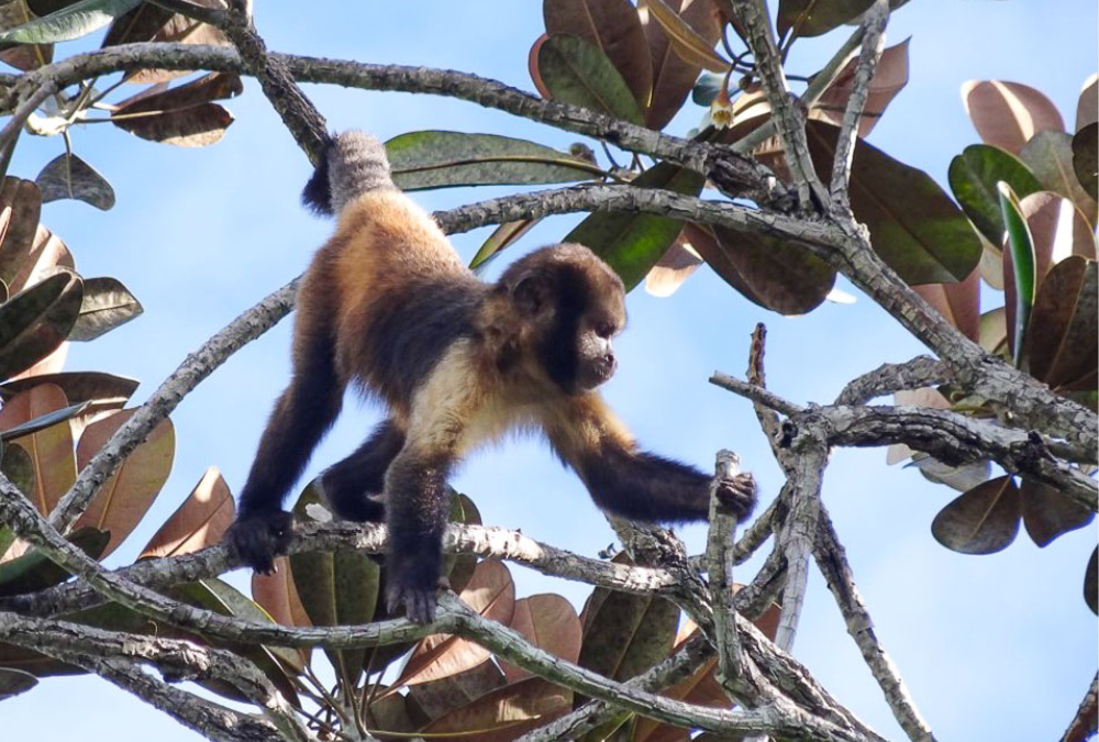 ‘Paisagem do medo’ faz macacos e elefantes restringirem rotas para evitar caçadores