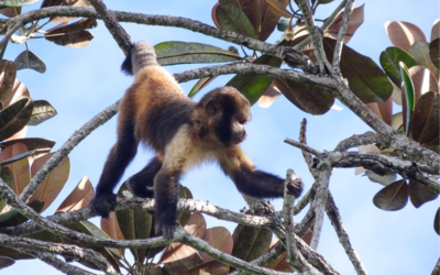 ‘Paisagem do medo’ faz macacos e elefantes restringirem rotas para evitar caçadores